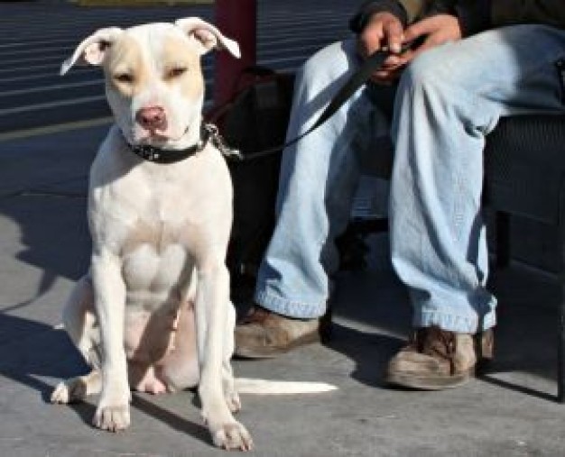 dog and man Department of Housing and family life