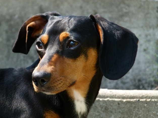 Dog Animal fox hound canine animal about Dog breed Pets