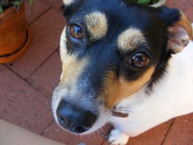 Dog fox Terrier terrier dog top view about Yorkshire Terrier Pet