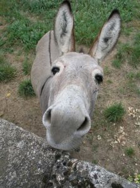 Donkey grizzled Ireland donkey about Killarney animal life