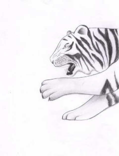 Drawing tiger Visual arts sketch about Pencil art