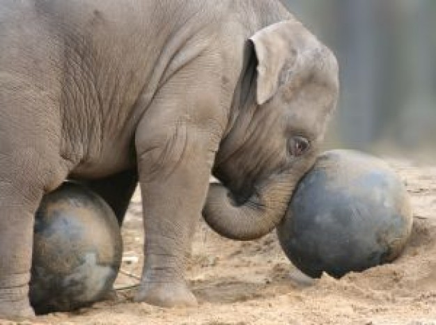 Elephant baby Children elephant playing ball about Baby