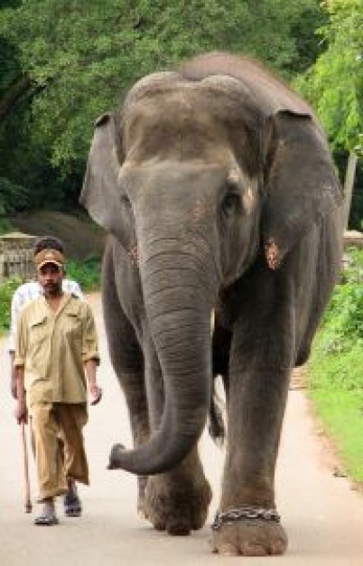 Elephant walking with people African elephant and mahoot about Tusk Asian elephant