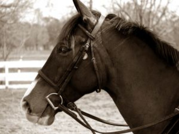 Equestrianism horse side view Sports sepia about Equestrian