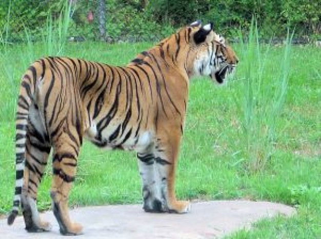 exotic Biology animal tiger looking in field about Tiger Zoology