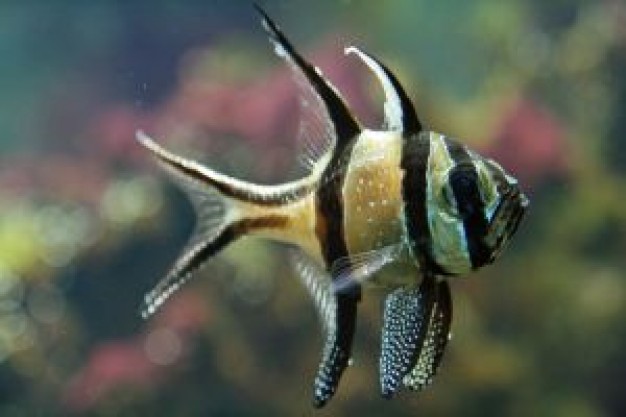 Fish tropical Tropical fish fish about Aquarium Business