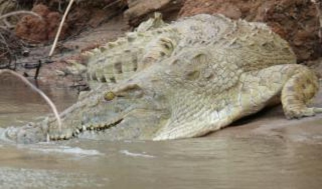 Florida crocodile in the wild about Lake Woodruff National Wildlife Refuge Everglades