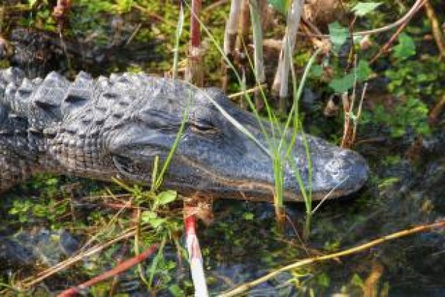 Florida sleeping Everglades crocodile everglades florida about Chris Madden United States