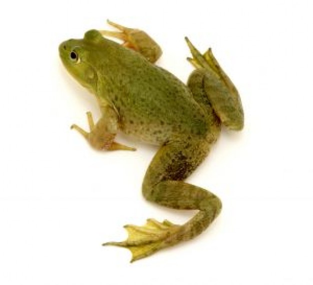 Frog Amphibian 1 about Palliative care African dwarf frog