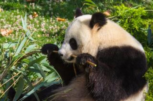 giant China panda zoo china about Edinburgh Zoo