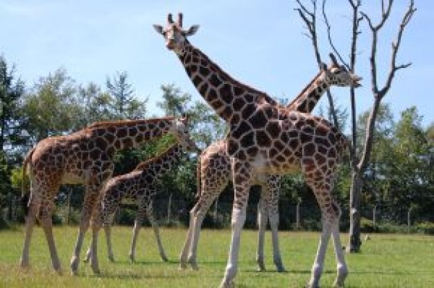 Giraffe Africa about Zoo Biology Lion Mammalia Flora and Fauna