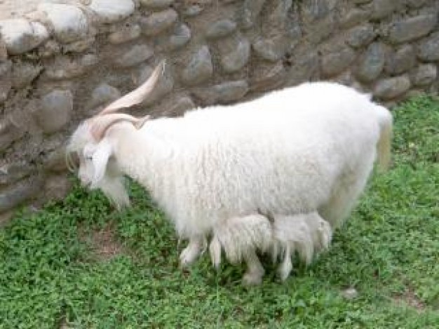 Goat eating grass Randall Munroe mammal farm about Xkcd
