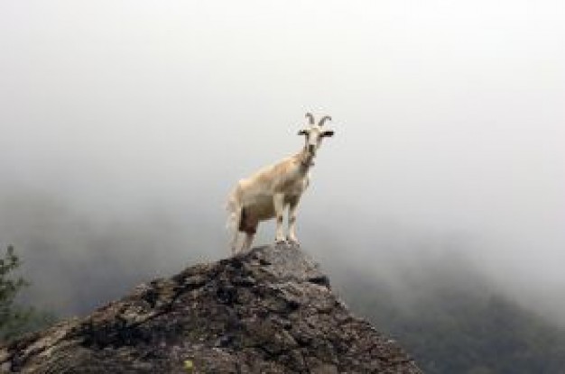 Goat Glacier National Park about Livestock Montana mountain