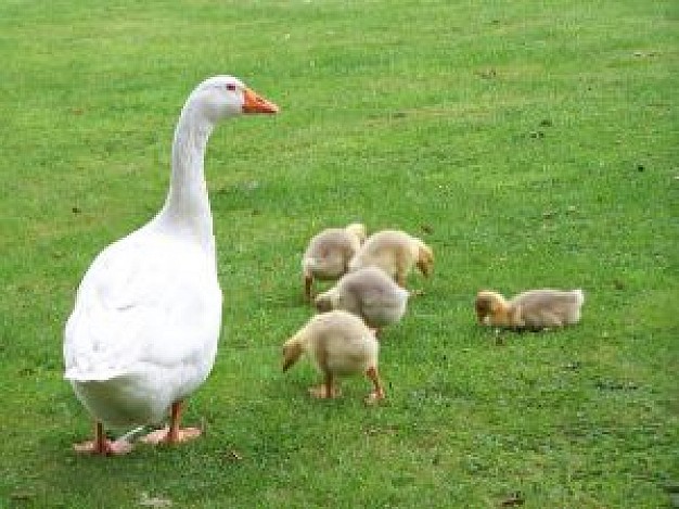 gosling Turkey duck family about Poultry Ryan Gosling Chicken