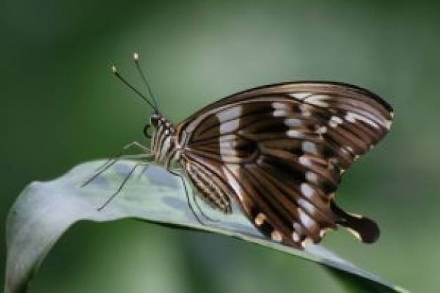 gray Garden butterfly on a leaf about Wildlife Monarch butterfly