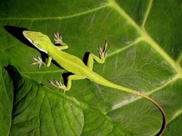 green Carolina anole Polychrotidae anole about Lizard