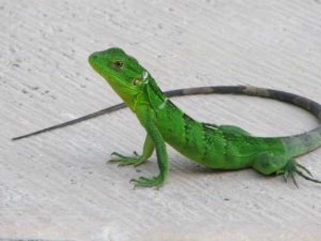 Green Iguana close-up about Lizard Pets Reptiles and Amphibians Recreation