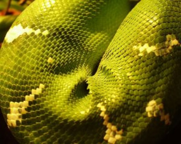 green shell Snake Reptile snake about Pet Reptiles and Amphibians
