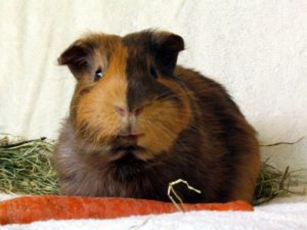 Guinea pig guinea Chiffon cake pig bruno photo about yin-yang  face