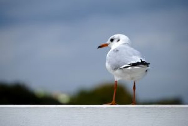 Gull seagull Biology watching out about Bird Larus