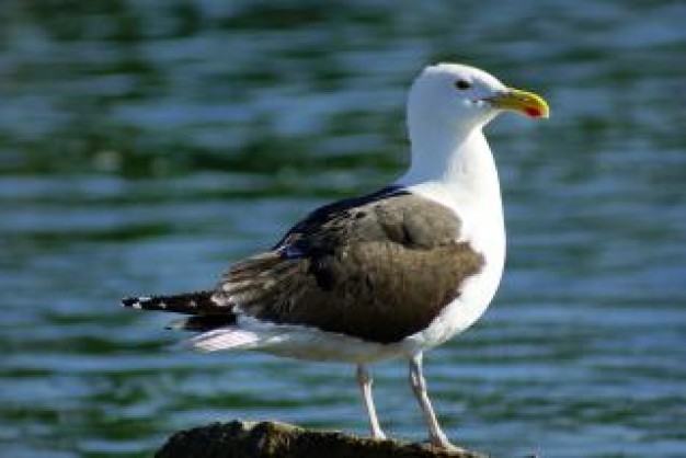 Gull seagull Bird freedom side view about Alaska Biology