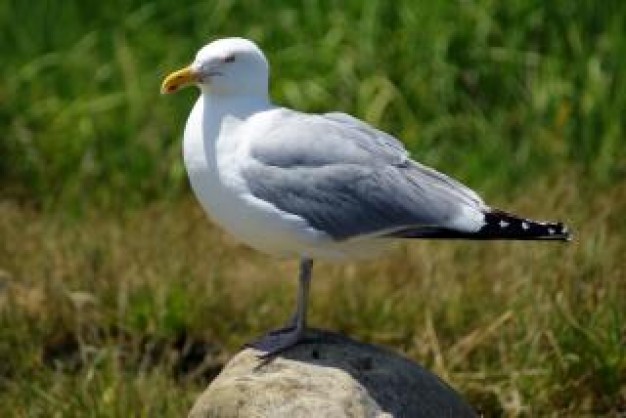 Gull seagull Bird wings bird side view about Larus Biology
