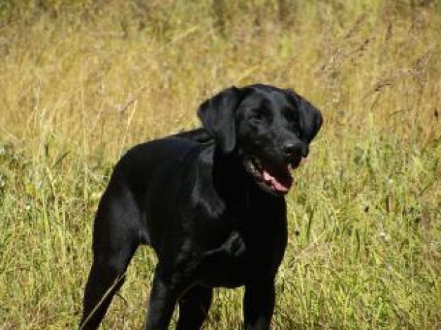 Gurkha my black  Nepal bros lab watching out in grass about Recreation Afghanistan