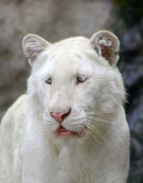 Gurkha portrait Nepal of young white tiger about Photography Portrait