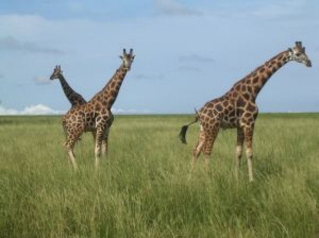 happy Africa giraffes about Kenya grassland