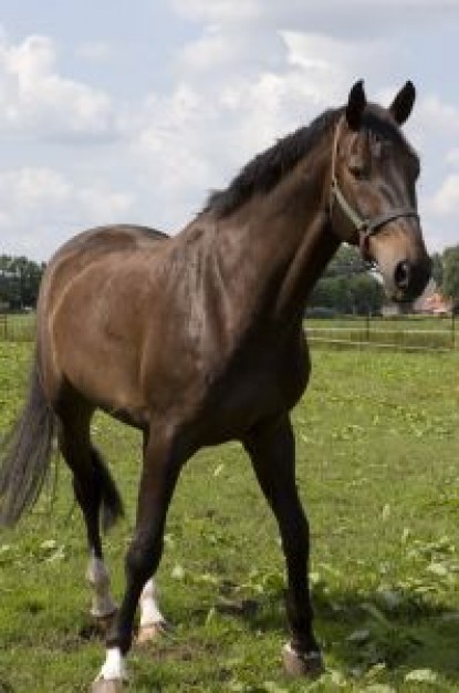 horse Columbia Daily Tribune portrait farm about Horse Stallion