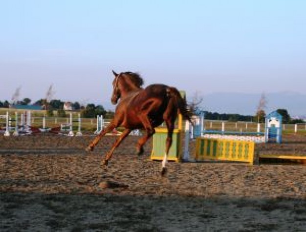 horse Dog jumping about Hors d'oeuvre Hor Nambora