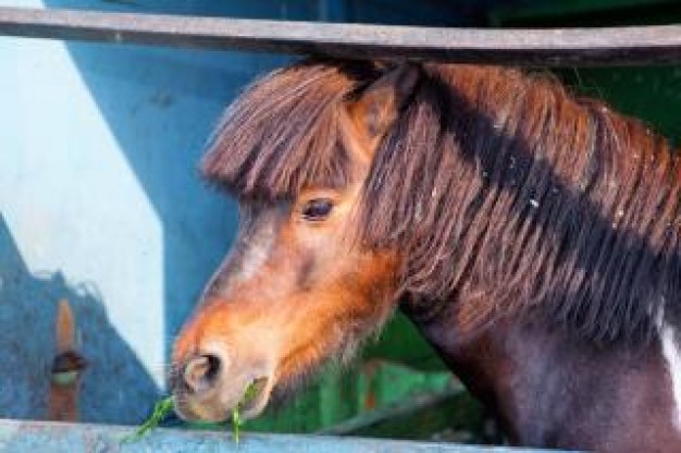 horse Ironside close up about Raymond Burr Home