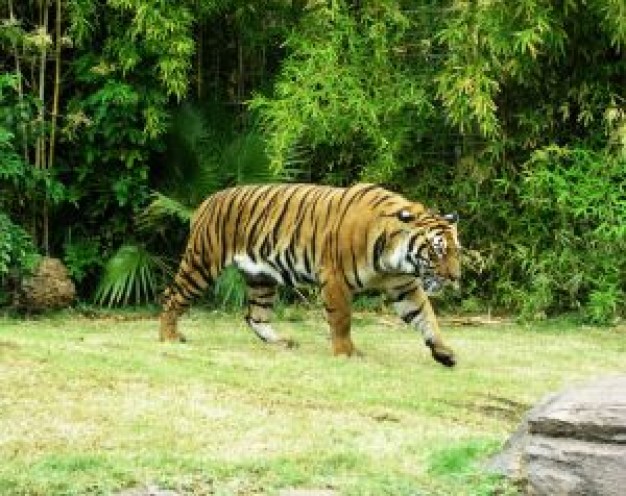 India on Uttar Pradesh the prowl in zoo with green forest about Tiger Uttarakhand