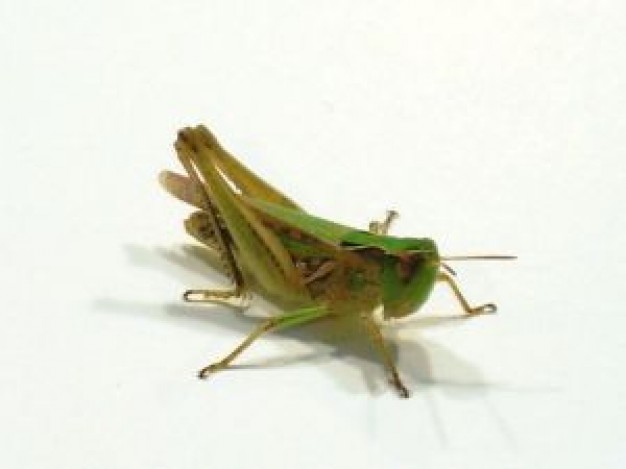 Insect cricket Cricket bug in green about close-up