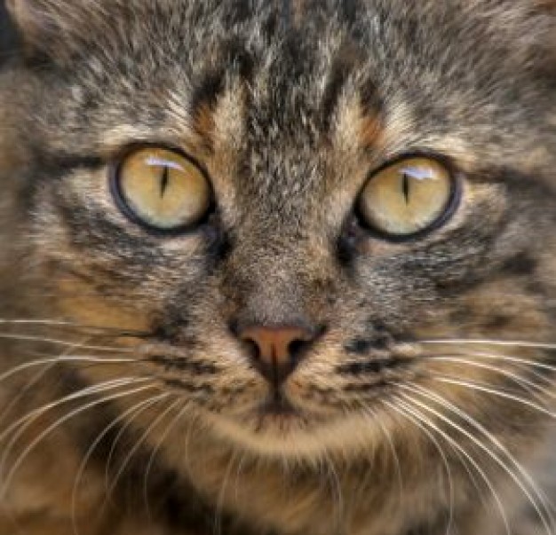 Ironside cats Blair Underwood face close-up about Raymond Burr