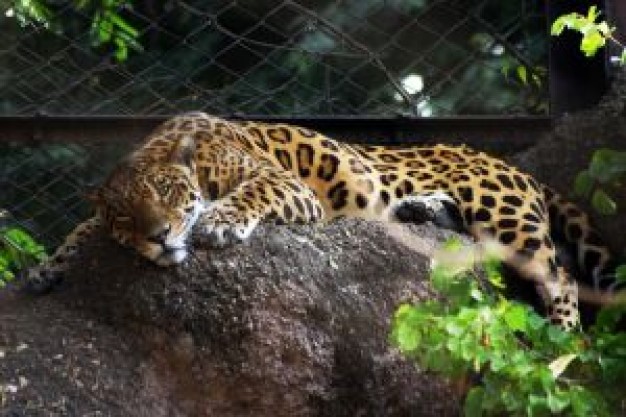 Jaguar resting on a stone about India Makes and Models