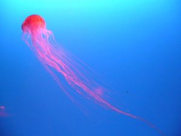 Jellyfish jelly Fish fish underwater about Mediterranean Sea Ocean