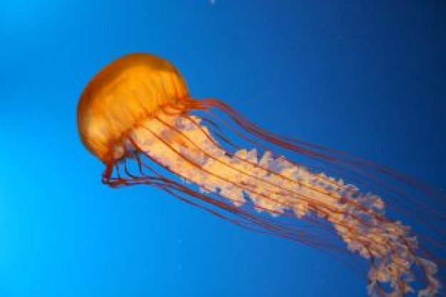 Jellyfish Pets at the vancouver aquarium about Recreation Vancouver Aquarium