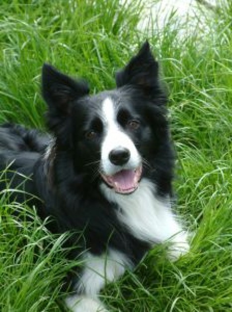 Killarney makita Border Collie  dog in grass about Sheep Photography Collie Livestock