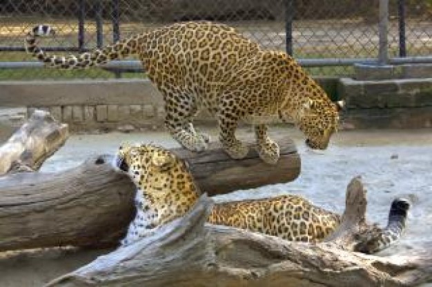  leopard Oregon State University in delhi zoo about Western Europe Lion