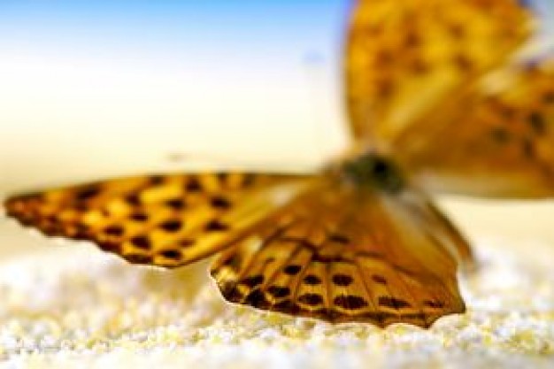 Lepidoptera argynnis Butterfly adippe close-up about Insect Biology