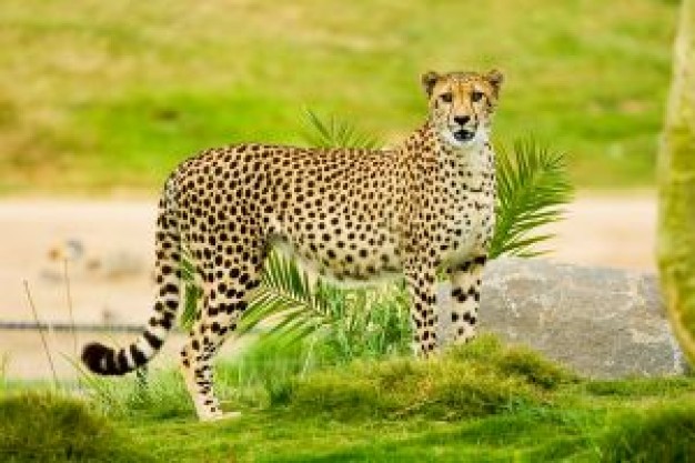 Limeade fast Cats leopard grass about Recreation Pets