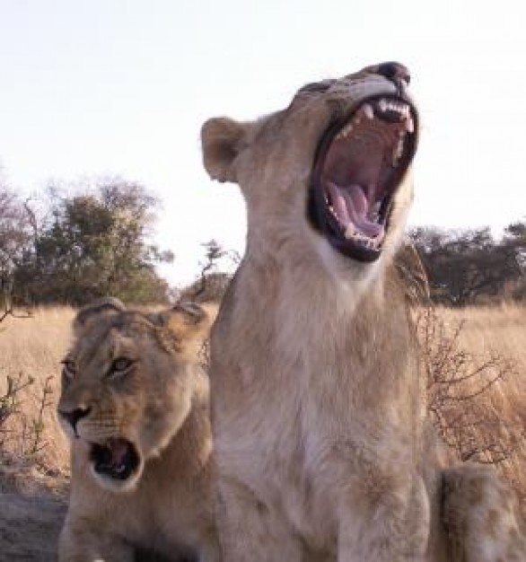 Lion dead Africa tired about Felidae Baboon
