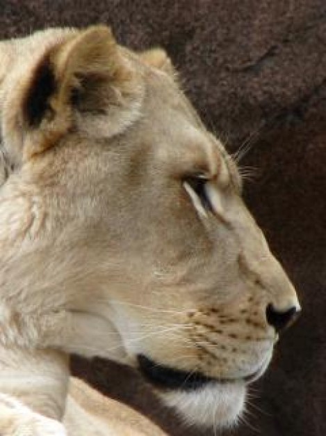 Lion lioness Botswana head close-up in profile about Big cat Home