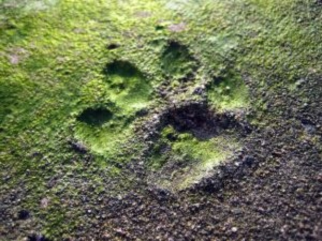 Los Angeles footstep La Brea Tar Pits footprint about Pacific Ocean Miracle Mile  Los Angeles Dinosa