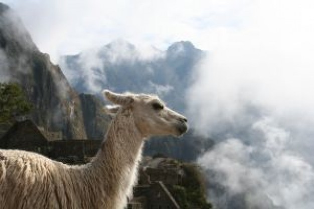 Machu Picchu llama Peru about mountain and cloudy