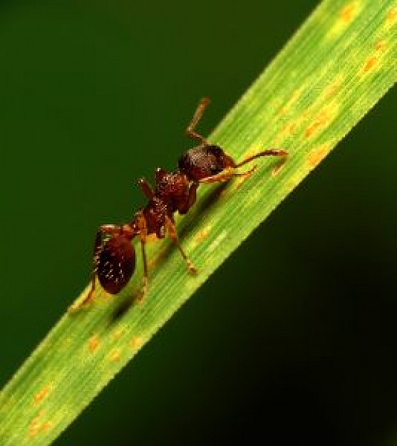 Makro ant Carl Zeiss about Canon EF lens mount Canon EOS