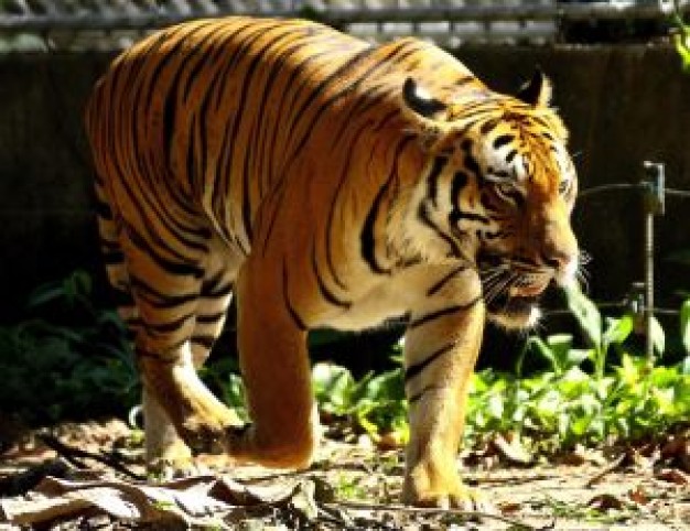 Malaga big Costa del Sol cat series tiger walking about Tiger Andalucia