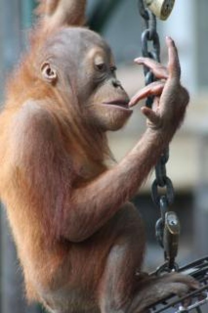 Orangutan baby Primate orangutan donkey play his finger about Rhinoceros Hornbill Jakarta