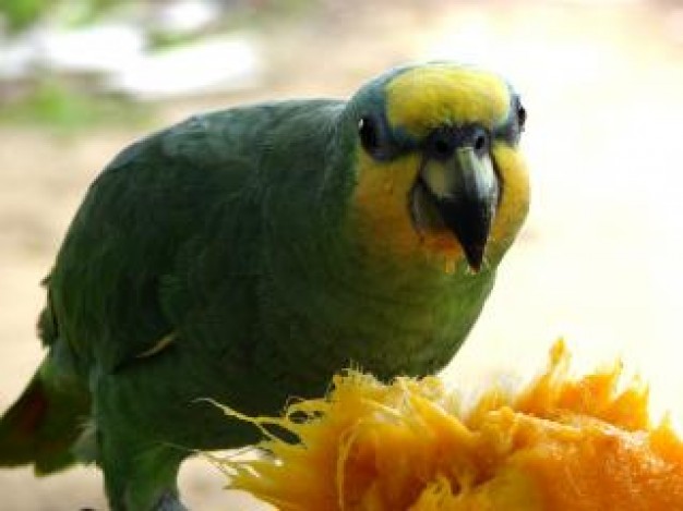 Parrot Bird eating mango about Pets Recreation